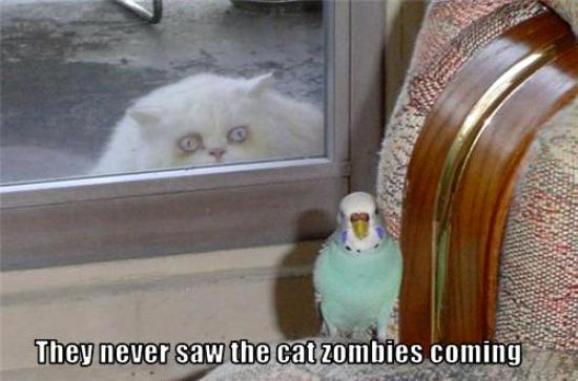 Cat Zombies